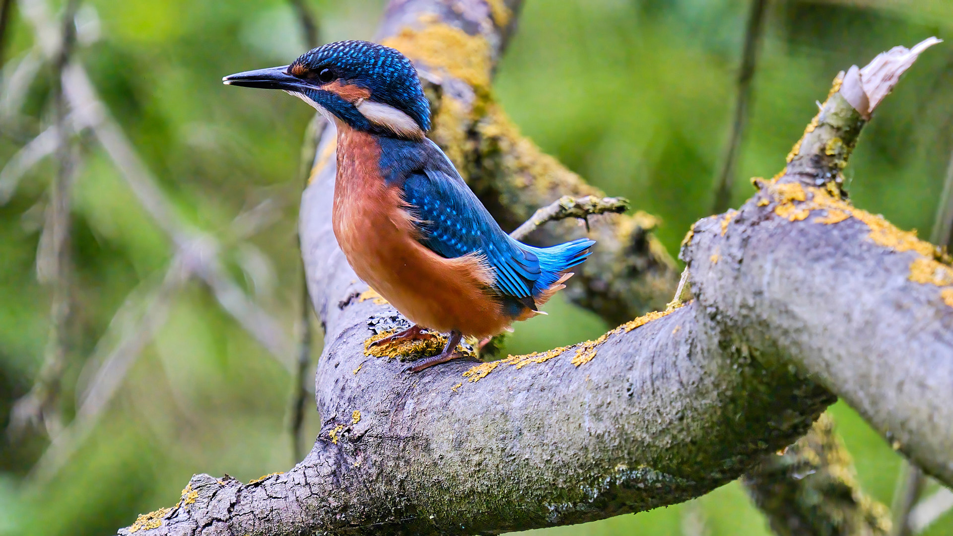 Mobirise Website Builder