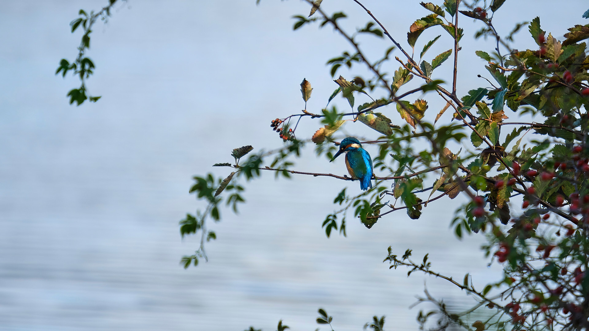 Mobirise Website Builder