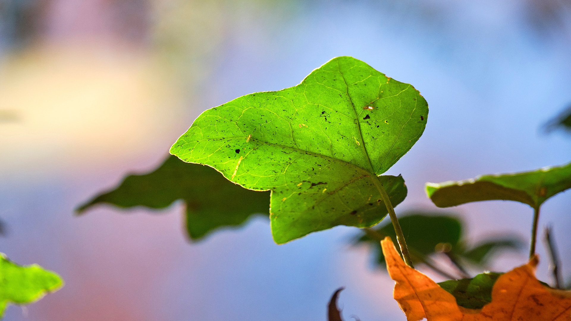 Mobirise Website Builder