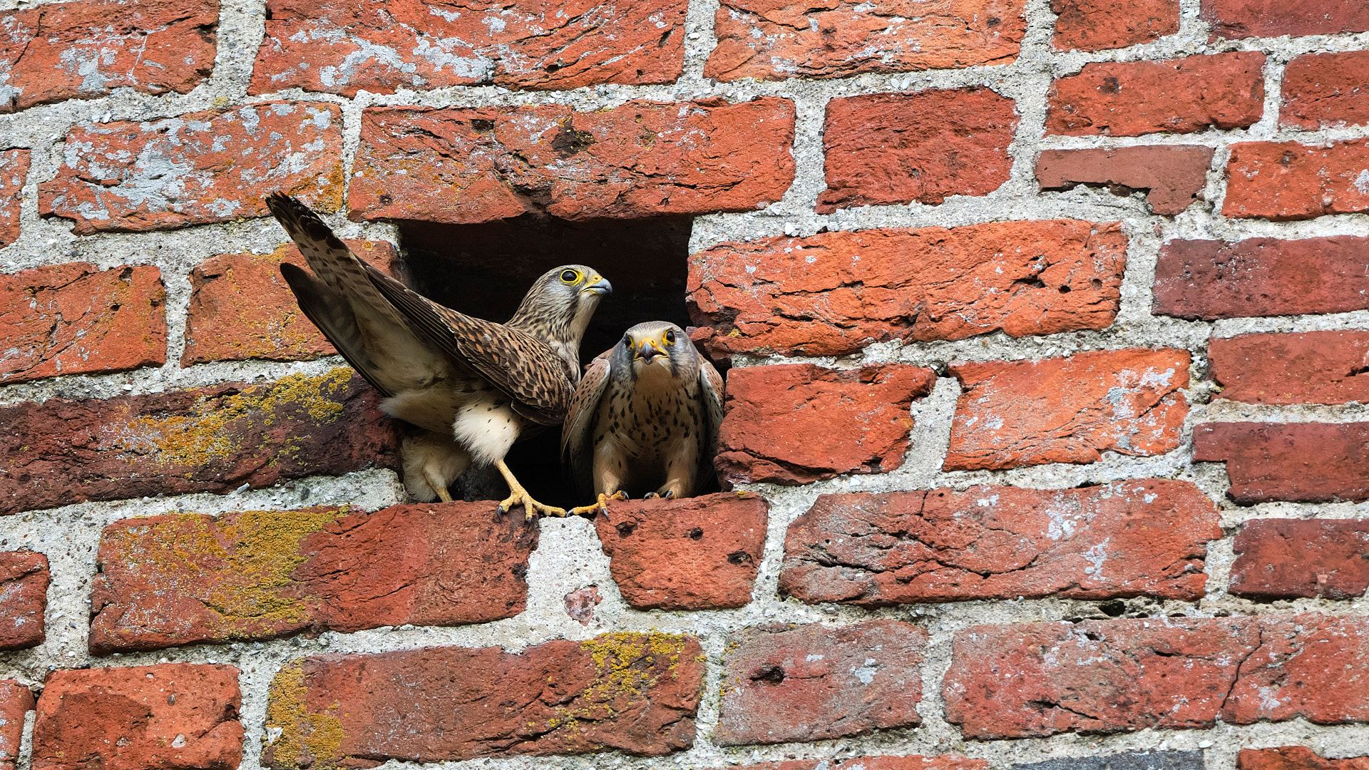 Mobirise Website Builder