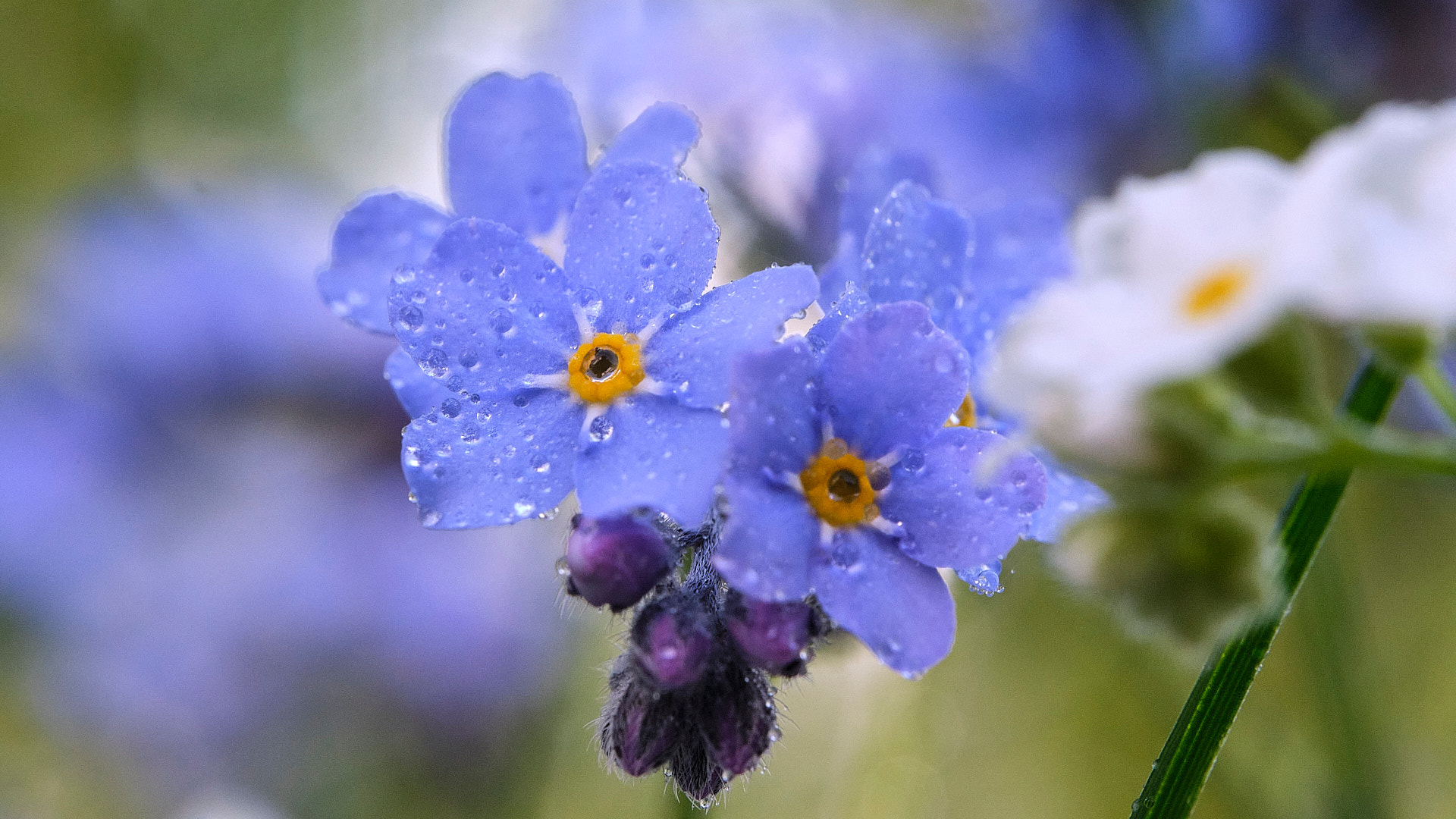 Mobirise Website Builder